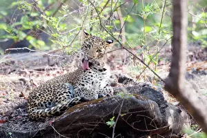 Fusca: Indian Leopard young