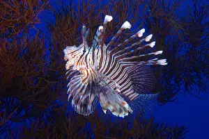 Scorpionfish: Indian (lionfish Pterois miles) in black wire coral