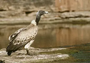 Joanna Van Gruisen: INDIAN LONG-BILLED VULTURE - near water's edge