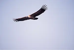 Joanna Van Gruisen: INDIAN LONG-BILLED VULTURE - soaring