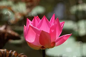 Nelumbo: Indian lotus / sacred lotus / bean of India / sacred