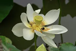 Bean: Indian lotus or Sacred lotus, Nelumbo nucifera