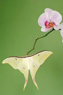 Moon: Indian luna moth (Actias selene), male on butterfly
