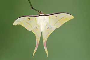 Moon: Indian luna moth (Actias selene), male, captive