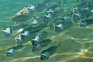 Mackerels: Indian Mackerel
