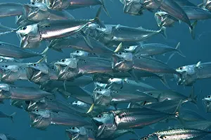 Mackerels: Indian Mackerel