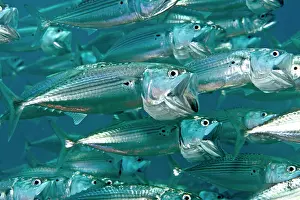 Mackerels: Indian Mackerel