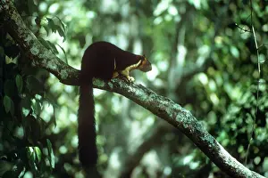 Malabar: Indian / Malabar Giant Squirrel