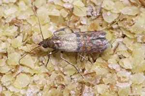 Meal: Indian Meal Moth (Plodia interpunctella)