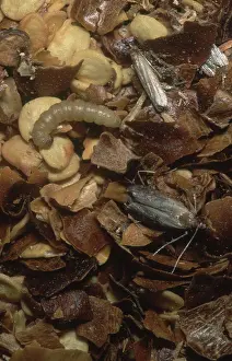 Goods: Indian Meal Moths
