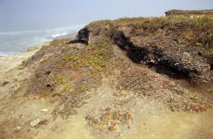Heap: Indian Midden, Santa Rosa Island