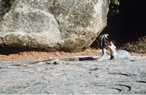 Attacking: INDIAN MONGOOSE - attacking Indian Cobra