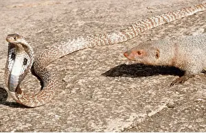 Attacking: INDIAN MONGOOSE - attacking Indian Cobra