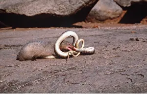 Attacking: Indian MONGOOSE - attacking Indian cobra