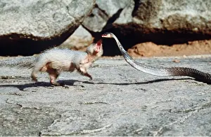 Attacking: Indian MONGOOSE - attacking Indian cobra