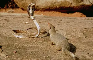 Attacking: Indian Mongoose - attacking Indian Cobra
