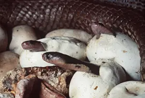 Rungnapa Sasitorn: Indian / Monocled Cobra Snake - babies hatching