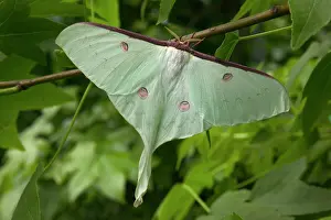Moons: Indian Moon Moth