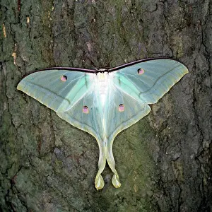 Actias: Indian Moon Moth