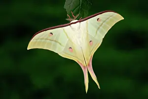 Feathery: Indian Moon Moth