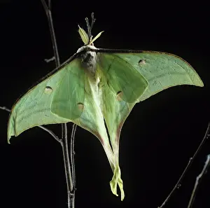 Moon: Indian Moon moth