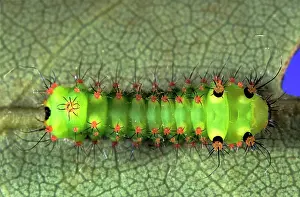Actias: INDIAN MOON MOTH CATERPILLAR