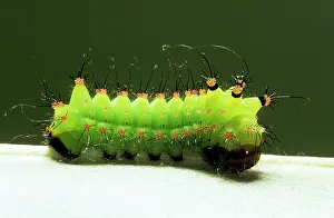 Actias: INDIAN MOON MOTH CATERPILLAR