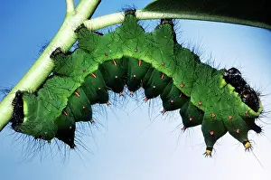 Actias: INDIAN MOON MOTH CATERPILLAR