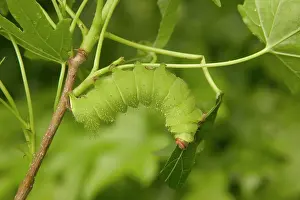 Moons: Indian Moon Moth - Caterpillar