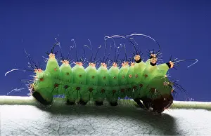 Crawling: INDIAN MOON MOTH CATERPILLAR