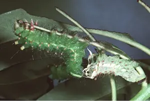 Upside: INDIAN MOON MOTH CATERPILLAR - Caterpillar / larvae