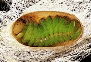 Prior: Indian Moon Moth Caterpillar - Cross section of