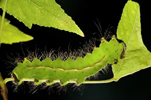 Actias: Indian Moon Moth - Caterpillar eating