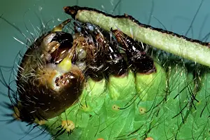 Actias: Indian Moon Moth Caterpillar - feeding