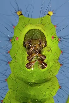 Lunar: Indian Moon Moth - Caterpillar - head and (real) legs