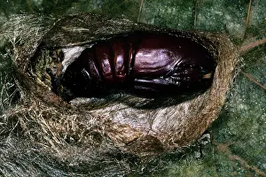 Actias: Indian Moon Moth Caterpillar - pupae