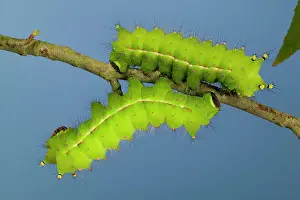 Actias: Indian Moon Moth - Caterpillars