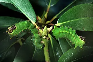 Actias: INDIAN MOON MOTH CATERPILLARS - two on plant