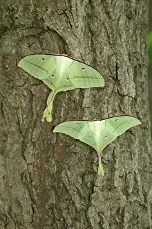 Moons: Indian Moon Moth - Couple (female above)