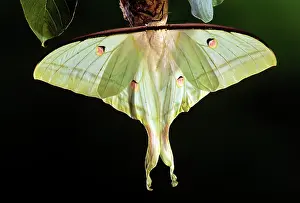 Actias: INDIAN MOON MOTH - FEMALE