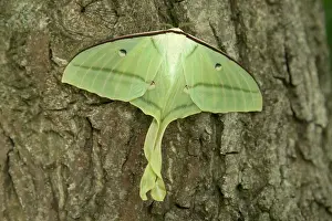 Moons: Indian Moon Moth - Female