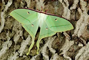 Luna: Indian Moon Moth Indian Luna Moth on walnut tree