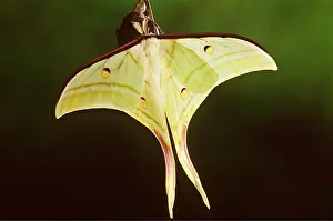 Pascal Goetgheluck: INDIAN MOON MOTH - male
