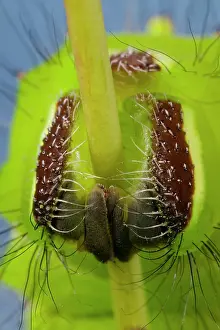Prolegs: Indian Moon Moth - Detail (prolegs) of the caterpillar