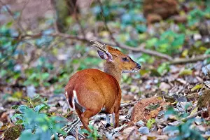 Muntjac: Indian Muntjac / Red Muntjac / Common Muntjac /