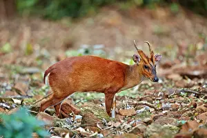Muntjac: Indian Muntjac / Red Muntjac / Common Muntjac /