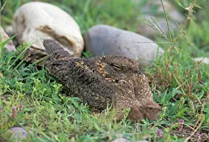 Nightjar: Indian Nightjar & young one - on ground