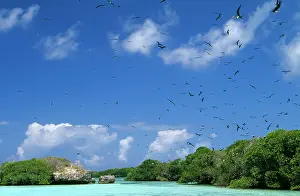 Frigatebirds: INDIAN OCEAN - ALDABRA