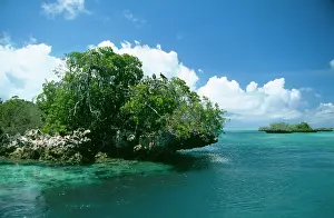 Frigatebirds: INDIAN OCEAN - ALDABRA