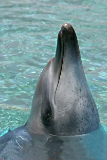 Aduncus: Indian Ocean Bottlenose Dolphin